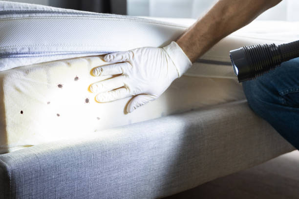 Best Emergency Pest Control  in Calera, OK
