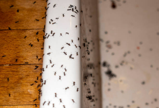 Best Best Pest Control Companies  in Calera, OK