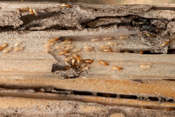 Best Pest Inspection Near Me  in Calera, OK