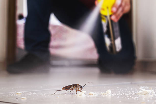Best Termite Control Services  in Calera, OK